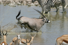 Running Oryx